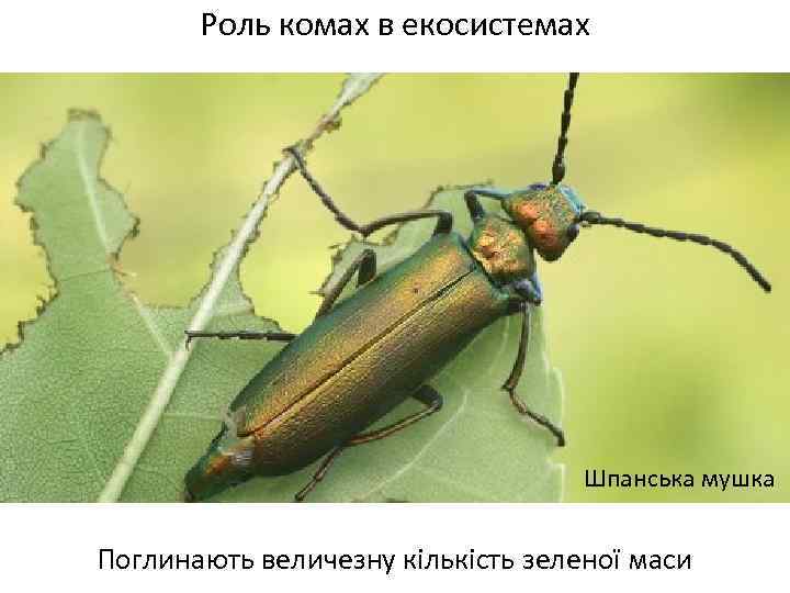 Роль комах в екосистемах Шпанська мушка Поглинають величезну кількість зеленої маси 