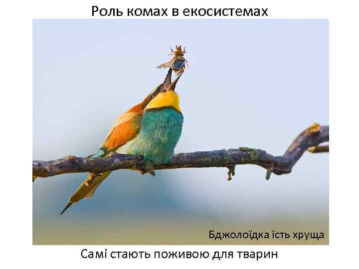 Роль комах в екосистемах Бджолоїдка їсть хруща Самі стають поживою для тварин 