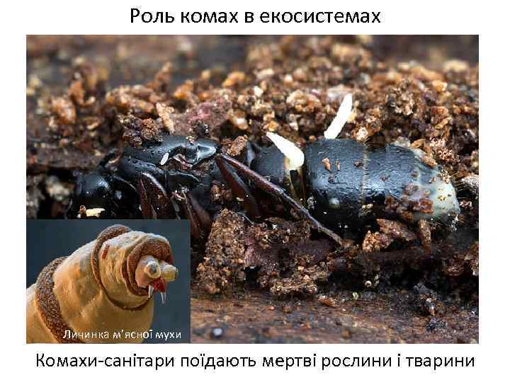 Роль комах в екосистемах Личинка м’ясної мухи Комахи-санітари поїдають мертві рослини і тварини 