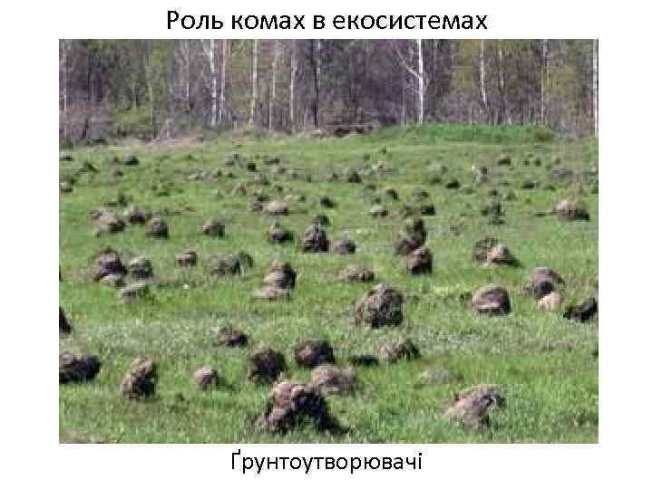 Роль комах в екосистемах Ґрунтоутворювачі 