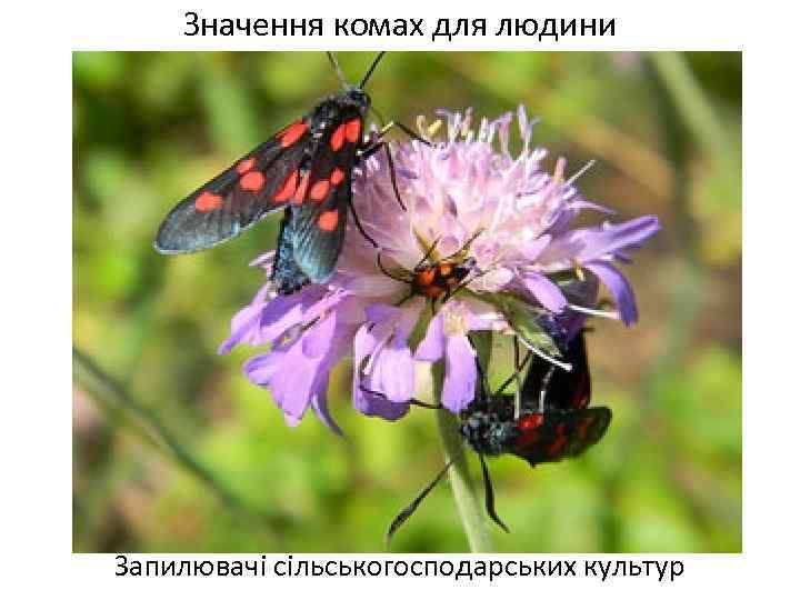 Значення комах для людини Запилювачі сільськогосподарських культур 