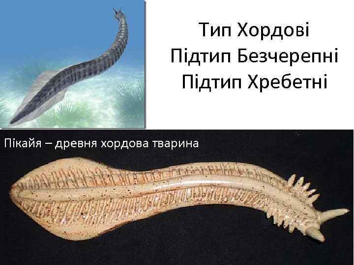 Тип Хордові Підтип Безчерепні Підтип Хребетні Пікайя – древня хордова тварина 