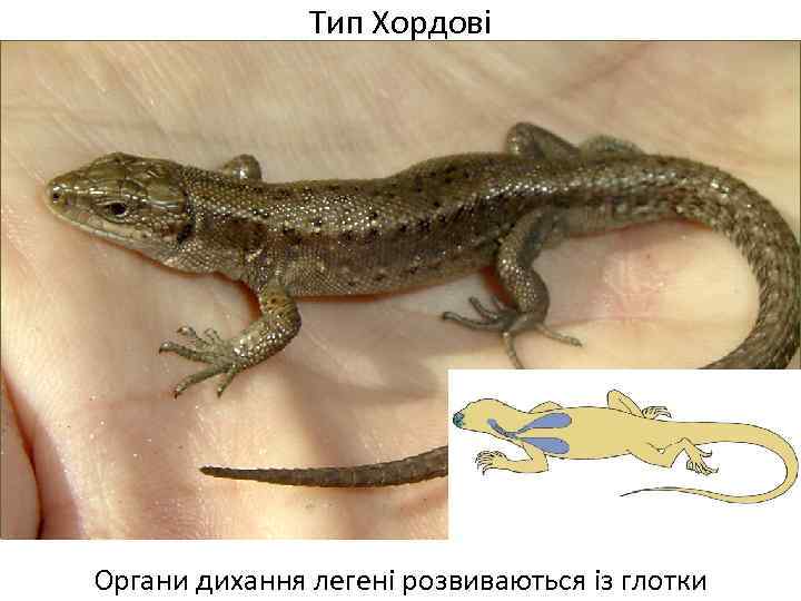 Тип Хордові Органи дихання легені розвиваються із глотки 