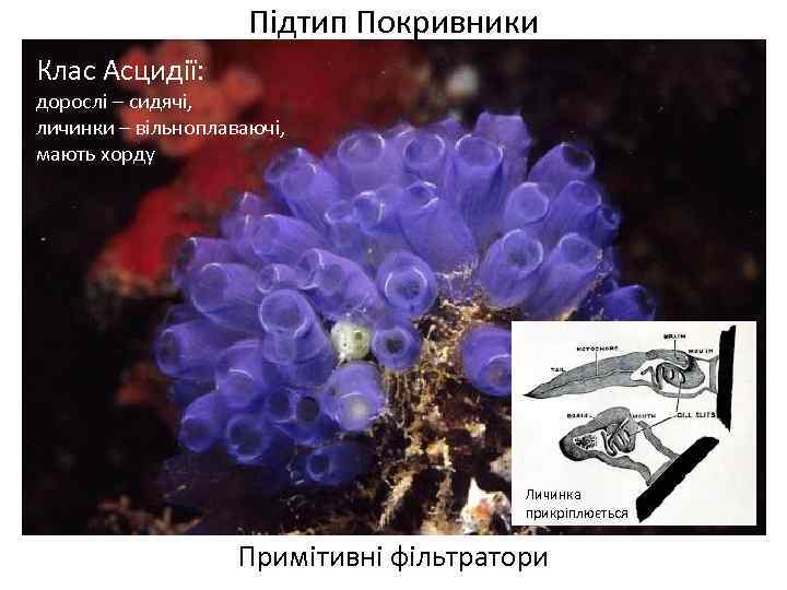 Підтип Покривники Клас Асцидії: дорослі – сидячі, личинки – вільноплаваючі, мають хорду Личинка прикріплюється