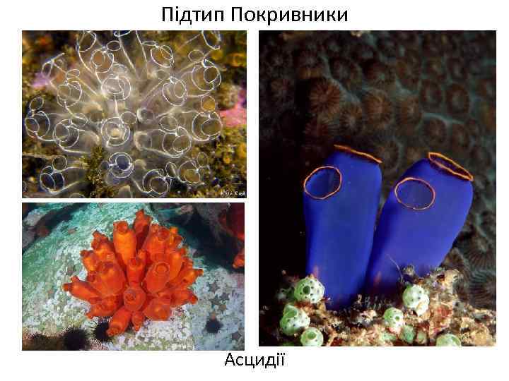 Підтип Покривники Асцидії 