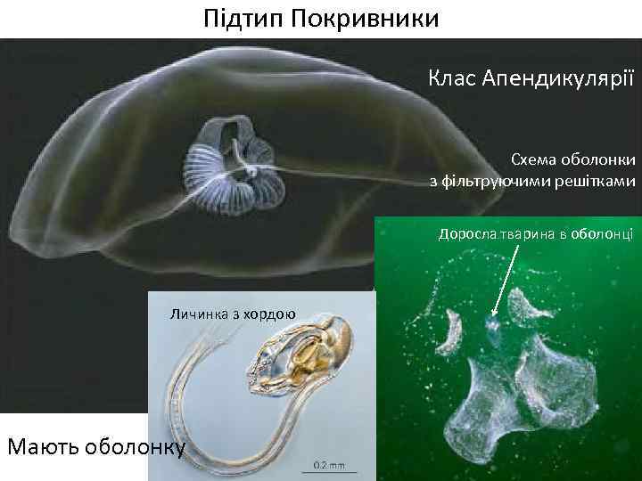 Підтип Покривники Клас Апендикулярії Схема оболонки з фільтруючими решітками Доросла тварина в оболонці Личинка