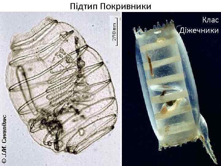 Підтип Покривники Клас Діжечники 