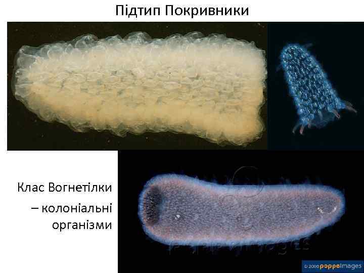 Підтип Покривники Клас Вогнетілки – колоніальні організми 