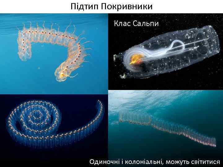 Підтип Покривники Клас Сальпи Одиночні і колоніальні, можуть світитися 