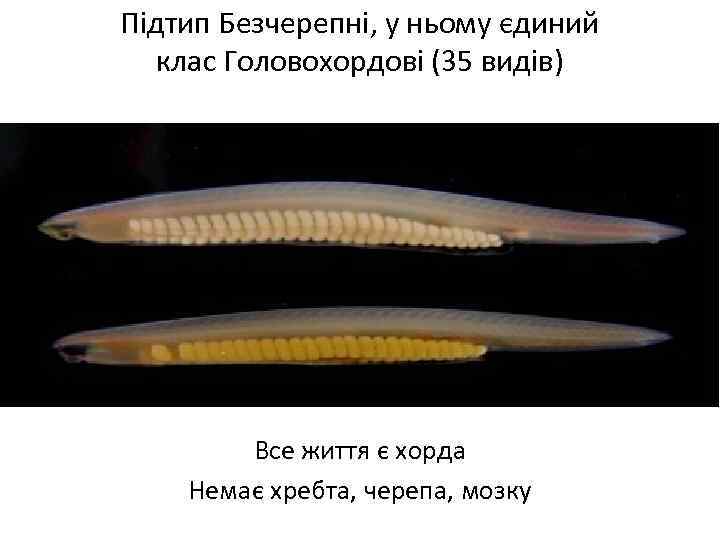 Підтип Безчерепні, у ньому єдиний клас Головохордові (35 видів) Все життя є хорда Немає