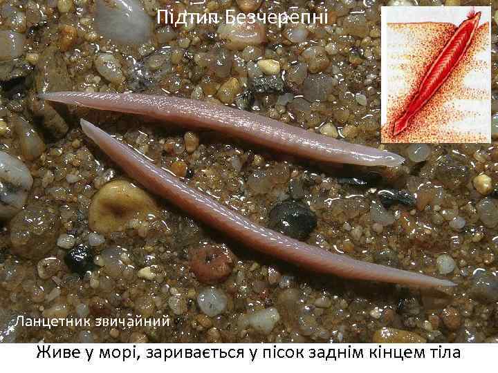 Підтип Безчерепні Ланцетник звичайний Живе у морі, заривається у пісок заднім кінцем тіла 