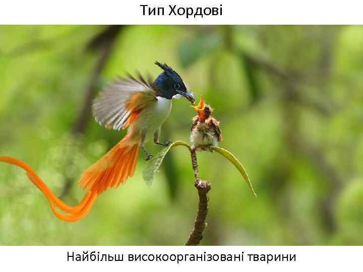 Тип Хордові Найбільш високоорганізовані тварини 