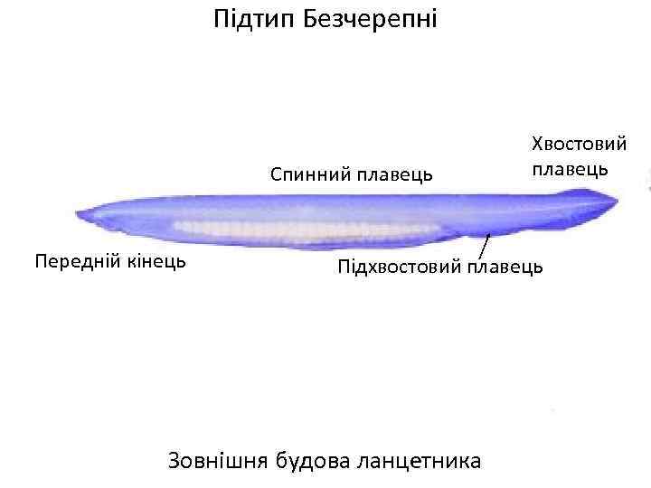 Підтип Безчерепні Спинний плавець Передній кінець Хвостовий плавець Підхвостовий плавець Зовнішня будова ланцетника 