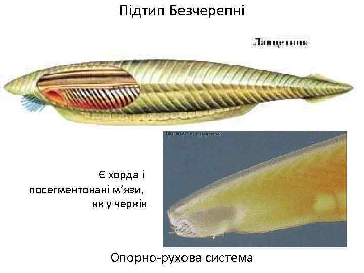Підтип Безчерепні Є хорда і посегментовані м’язи, як у червів Опорно-рухова система 