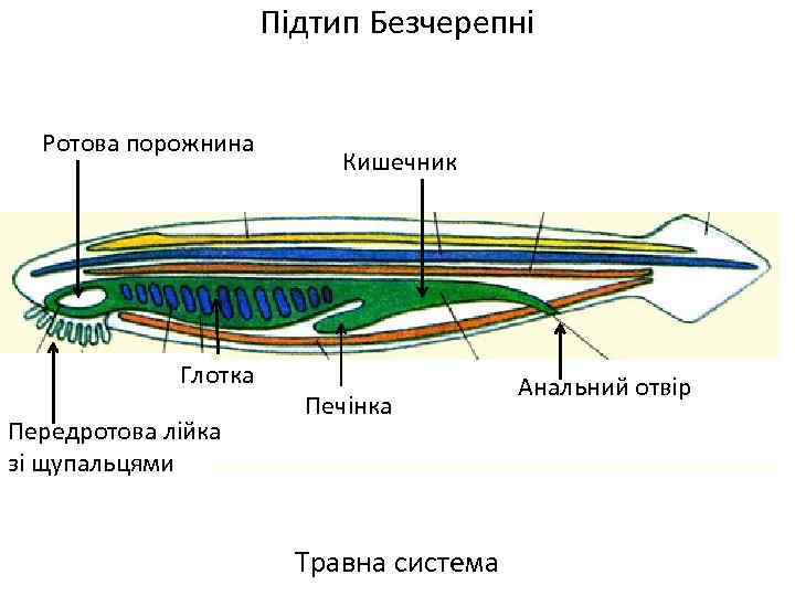 Підтип Безчерепні Ротова порожнина Глотка Передротова лійка зі щупальцями Кишечник Печінка Травна система Анальний