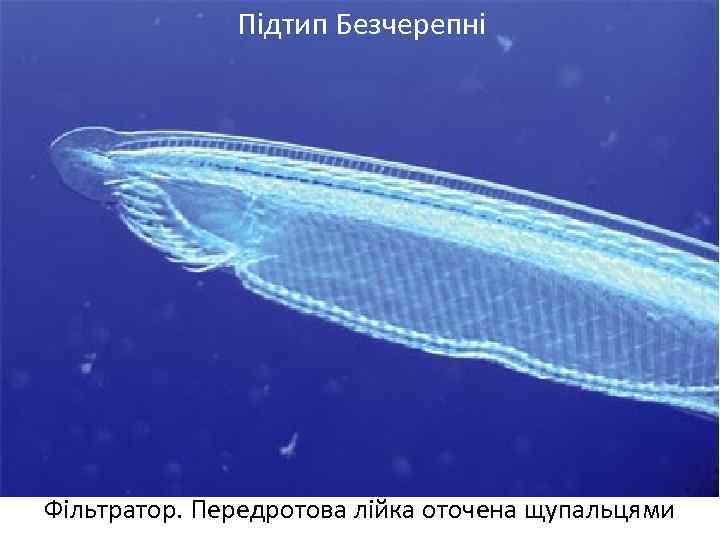 Підтип Безчерепні Фільтратор. Передротова лійка оточена щупальцями 