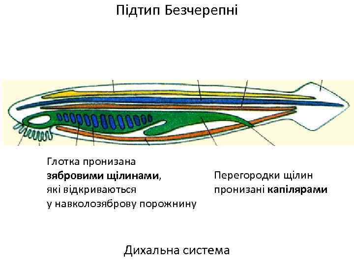 Підтип Безчерепні Глотка пронизана зябровими щілинами, які відкриваються у навколозяброву порожнину Перегородки щілин пронизані