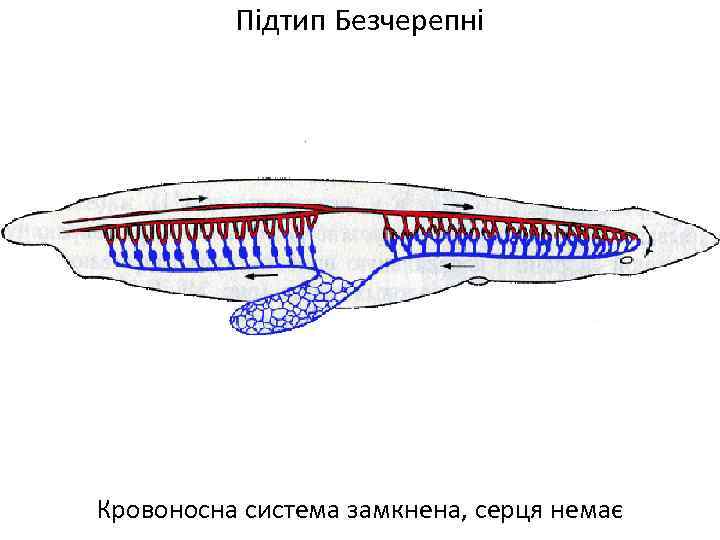 Підтип Безчерепні Кровоносна система замкнена, серця немає 
