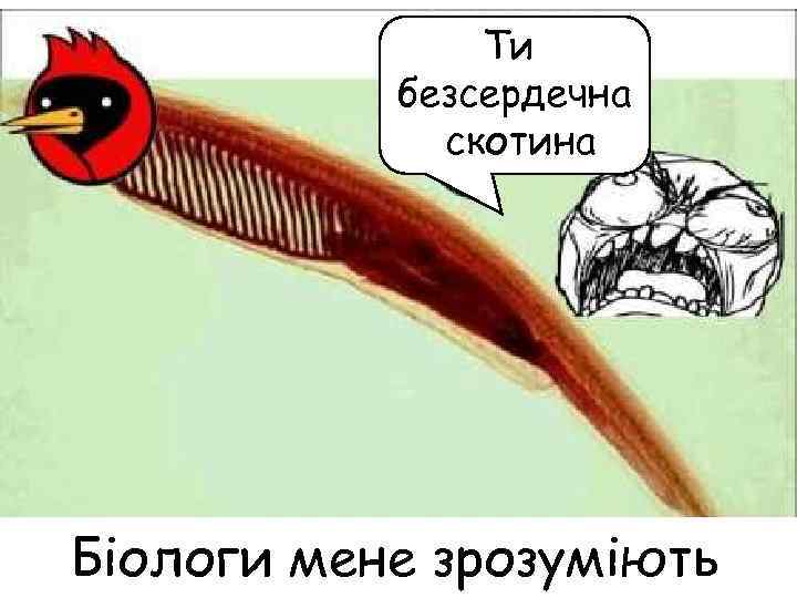 Підтип Безчерепні Ти безсердечна скотина Біологи мене зрозуміють п 