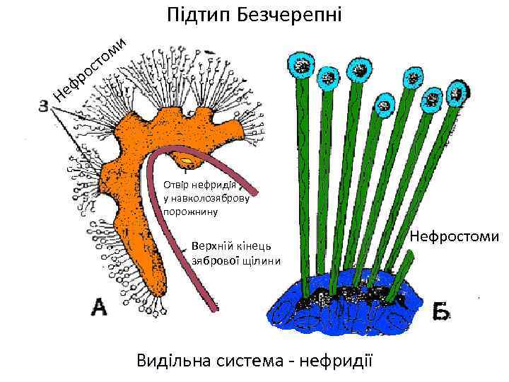 Підтип Безчерепні ми о еф Н ст ро Отвір нефридія у навколозяброву порожнину Верхній