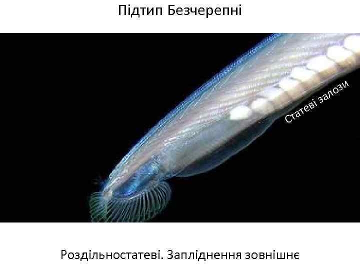 Підтип Безчерепні и з ло і за в ате Ст Роздільностатеві. Запліднення зовнішнє 