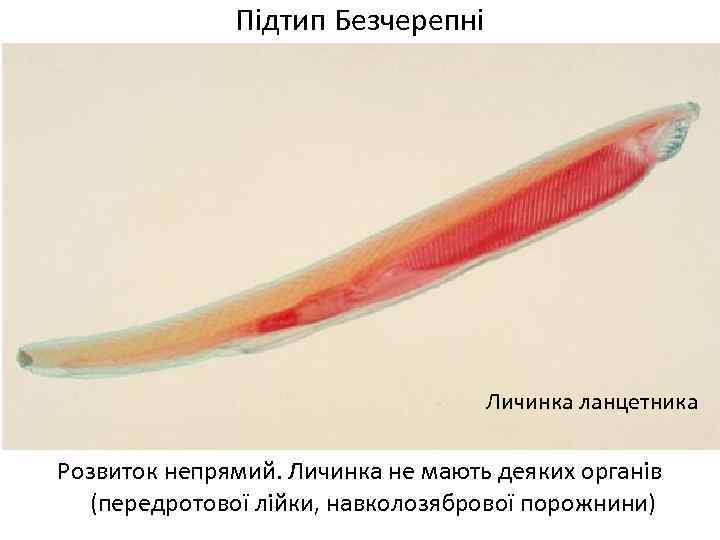 Підтип Безчерепні Личинка ланцетника Розвиток непрямий. Личинка не мають деяких органів (передротової лійки, навколозябрової