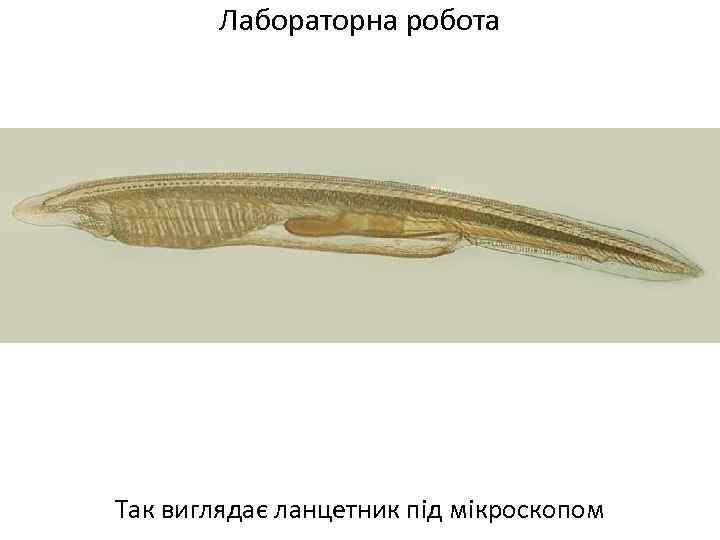 Лабораторна робота Так виглядає ланцетник під мікроскопом 