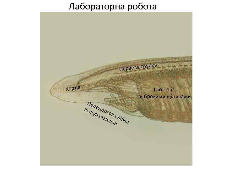 Лабораторна робота рубка Нервова т Хорда Пер зі щ едрот упа ова льц л
