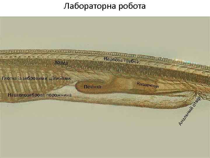 Лабораторна робота Нервова трубк а Хорда Глотка із зябровими щілинами Печінка Кишечни к Ан
