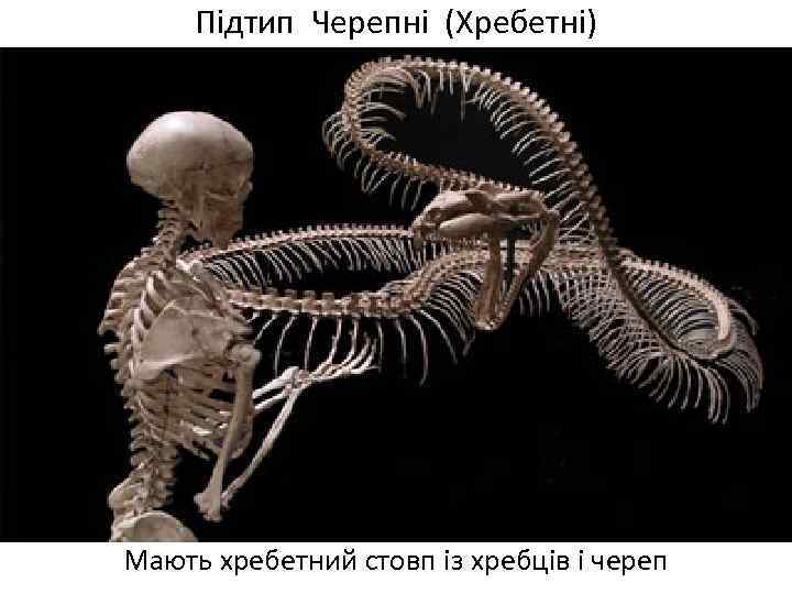 Підтип Черепні (Хребетні) Мають хребетний стовп із хребців і череп 