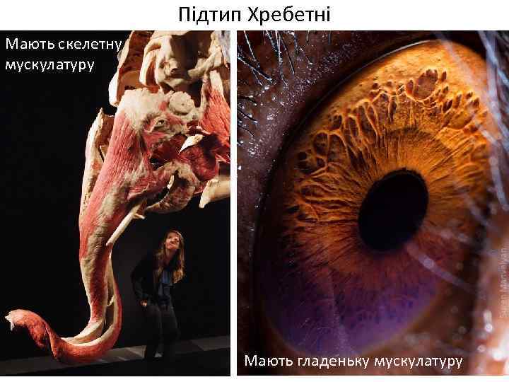 Підтип Хребетні Мають скелетну мускулатуру Мають гладеньку мускулатуру 