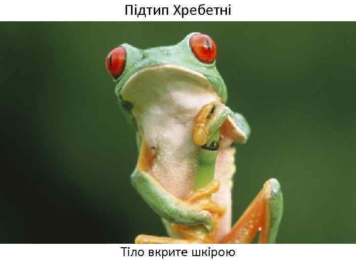 Підтип Хребетні Тіло вкрите шкірою 