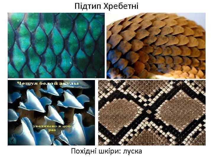 Підтип Хребетні Похідні шкіри: луска 