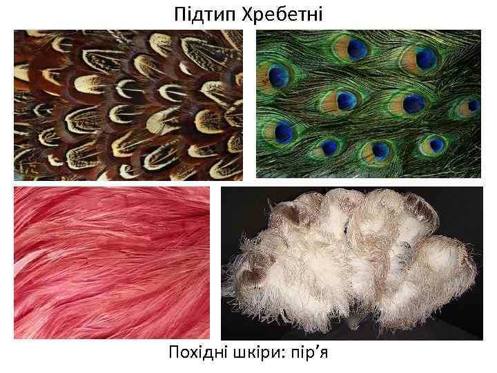 Підтип Хребетні Похідні шкіри: пір’я 
