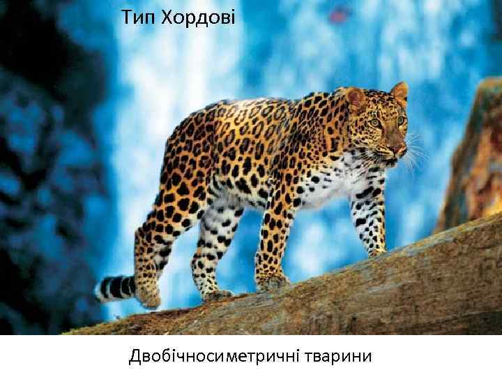 Тип Хордові Двобічносиметричні тварини 