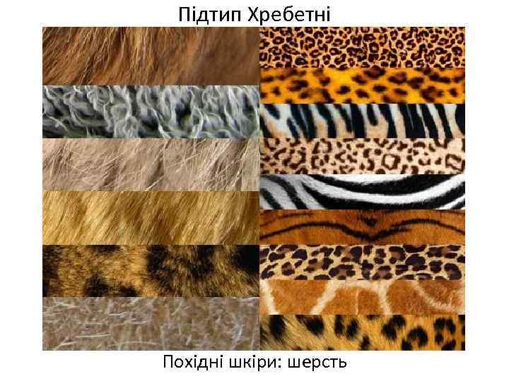 Підтип Хребетні Похідні шкіри: шерсть 