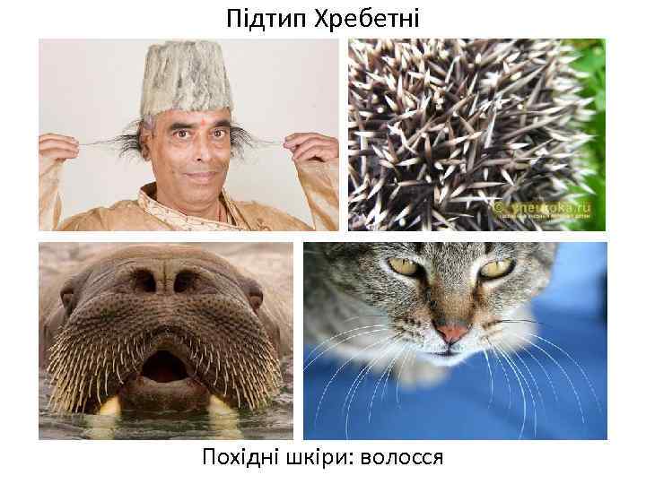 Підтип Хребетні Похідні шкіри: волосся 