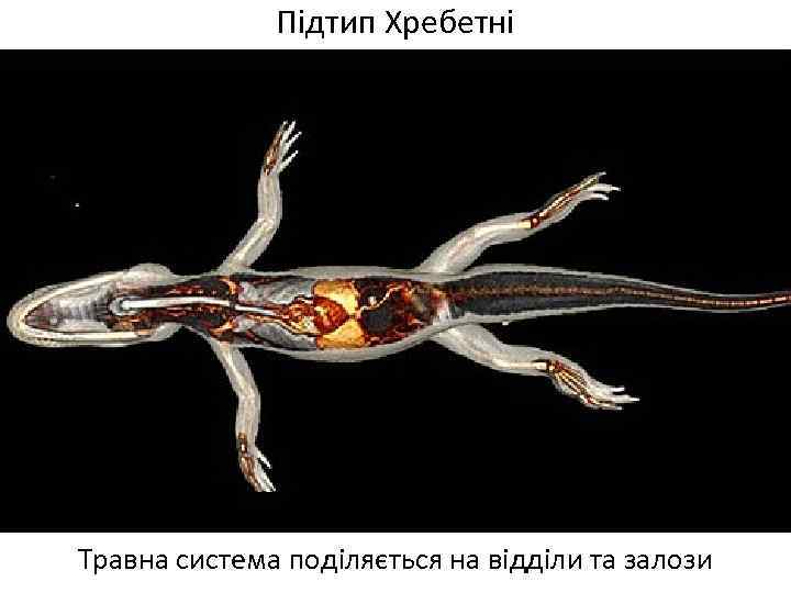 Підтип Хребетні Травна система поділяється на відділи та залози 