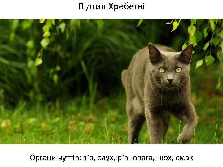 Підтип Хребетні Органи чуттів: зір, слух, рівновага, нюх, смак 