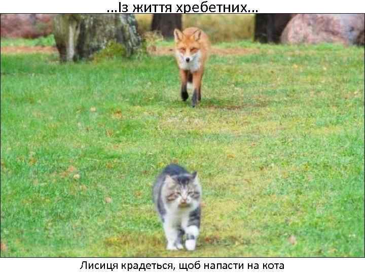 …Із життя хребетних… Лисиця крадеться, щоб напасти на кота 