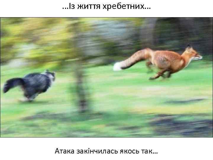 …Із життя хребетних… Атака закінчилась якось так… 