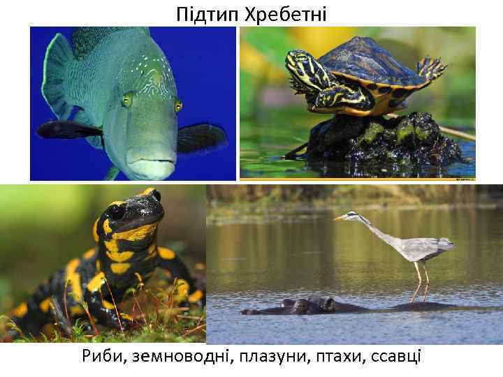 Підтип Хребетні Риби, земноводні, плазуни, птахи, ссавці 
