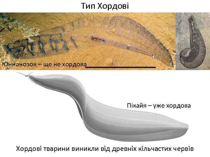Тип Хордові Юннанозоя – ще не хордова Пікайя – уже хордова Хордові тварини виникли