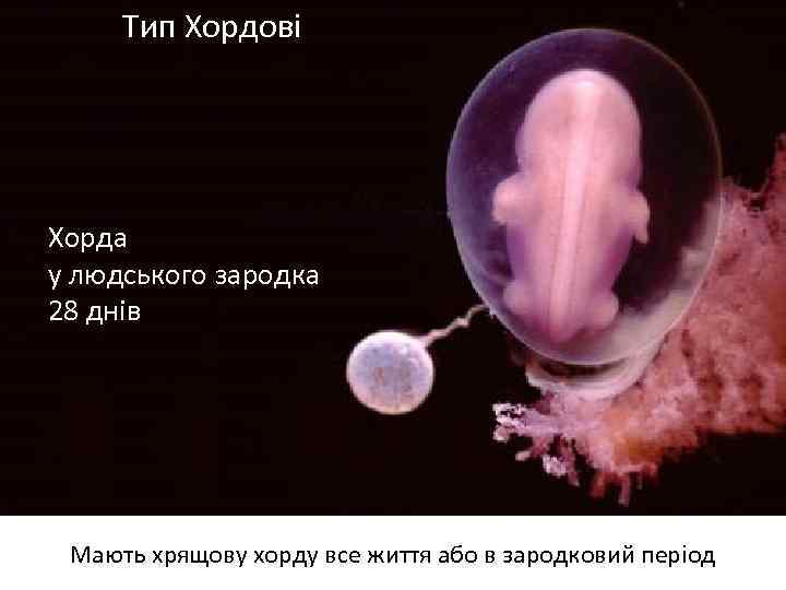 Тип Хордові Хорда у людського зародка 28 днів Мають хрящову хорду все життя або