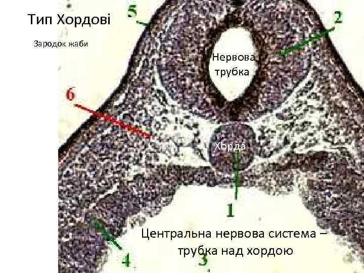Тип Хордові Зародок жаби Нервова трубка Хорда Центральна нервова система – трубка над хордою