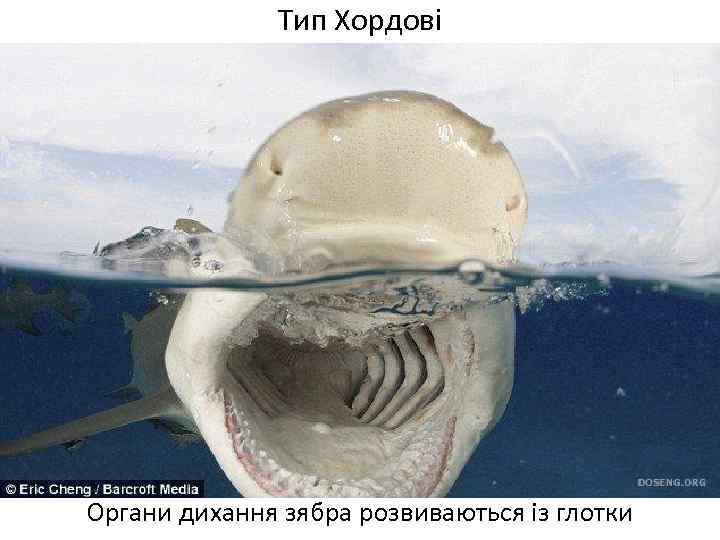 Тип Хордові Органи дихання зябра розвиваються із глотки 