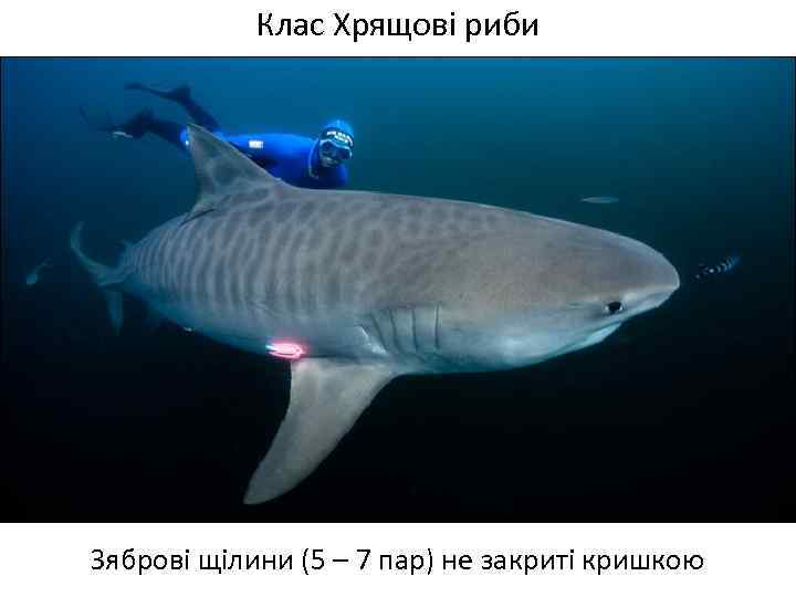 Клас Хрящові риби Зяброві щілини (5 – 7 пар) не закриті кришкою 