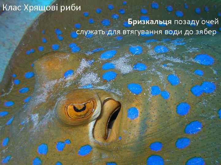 Клас Хрящові риби хрящові риби Бризкальця позаду очей служать для втягування води до зябер