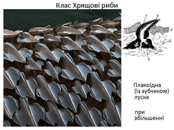 Клас Хрящові риби Плакоїдна (із зубчиком) луска при збільшенні 
