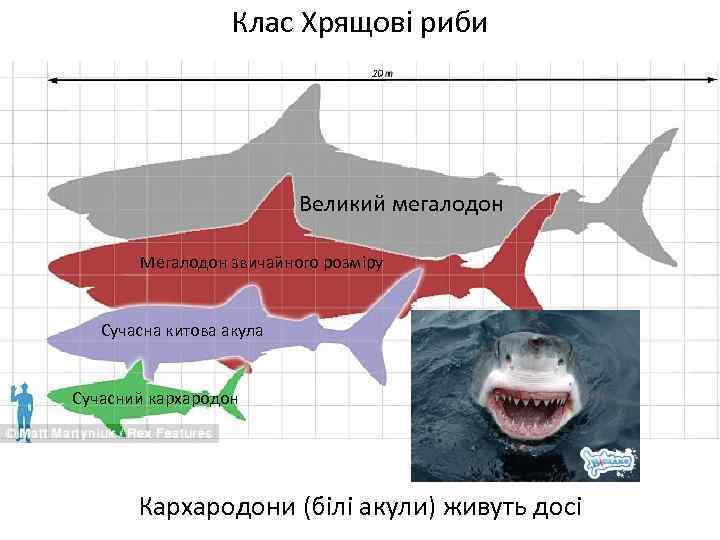 Клас Хрящові риби Великий мегалодон Мегалодон звичайного розміру Сучасна китова акула Сучасний кархародон Кархародони